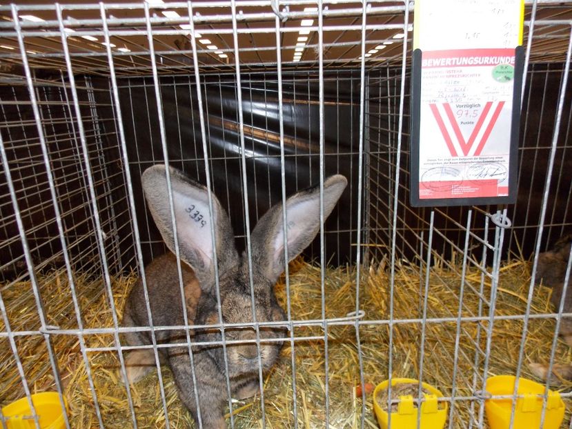  - EXPO-2017- NATIONALA AUSTRIEI WELS