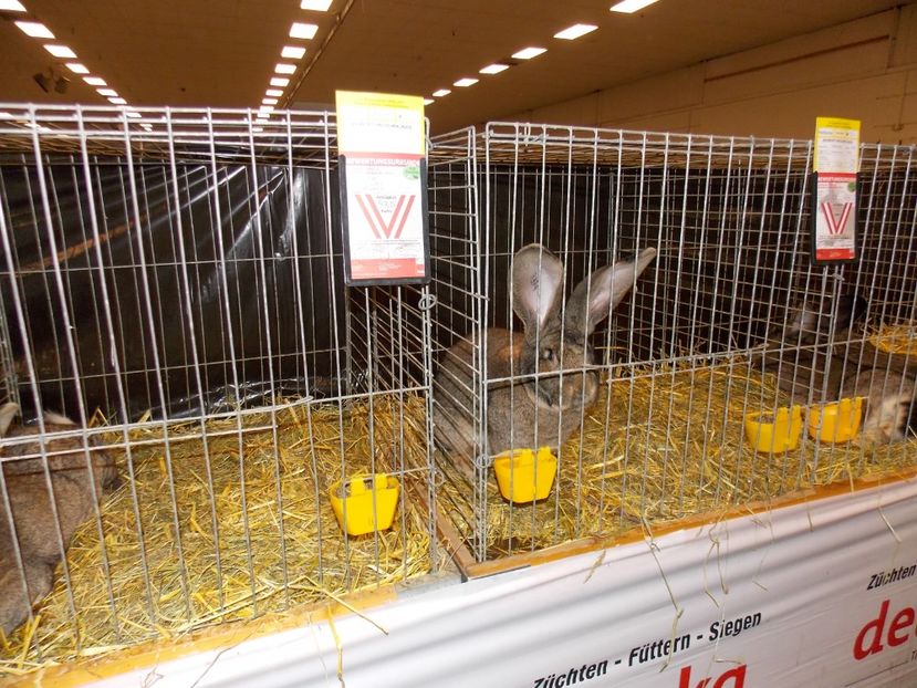  - EXPO-2017- NATIONALA AUSTRIEI WELS