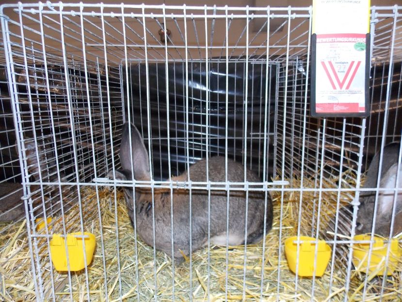  - EXPO-2017- NATIONALA AUSTRIEI WELS