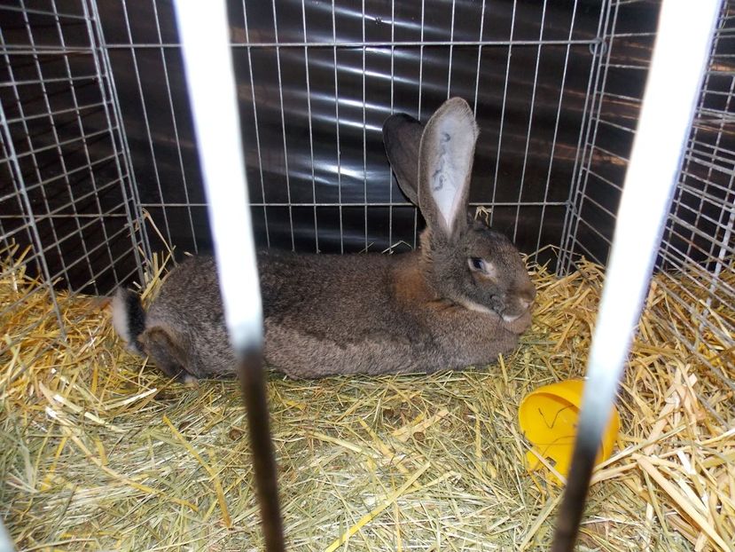  - EXPO-2017- NATIONALA AUSTRIEI WELS