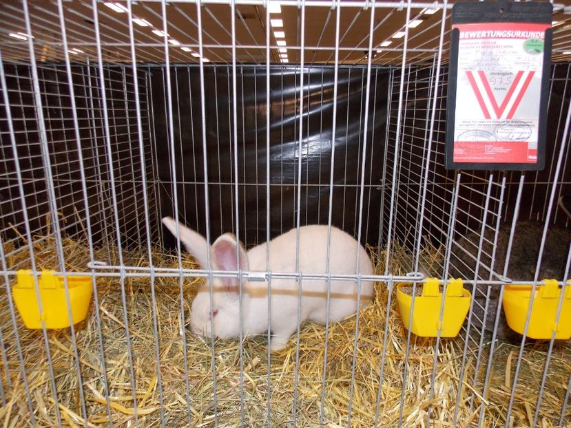  - EXPO-2017- NATIONALA AUSTRIEI WELS