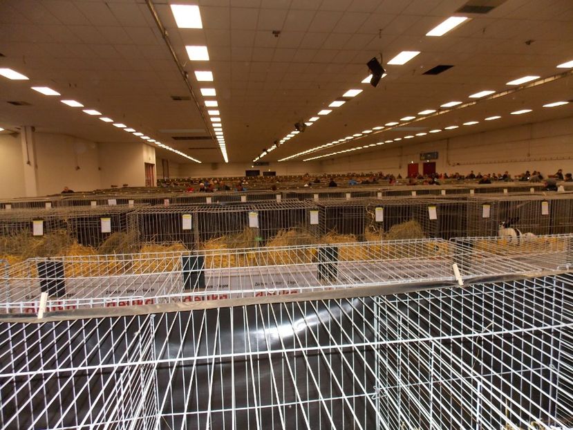  - EXPO-2017- NATIONALA AUSTRIEI WELS