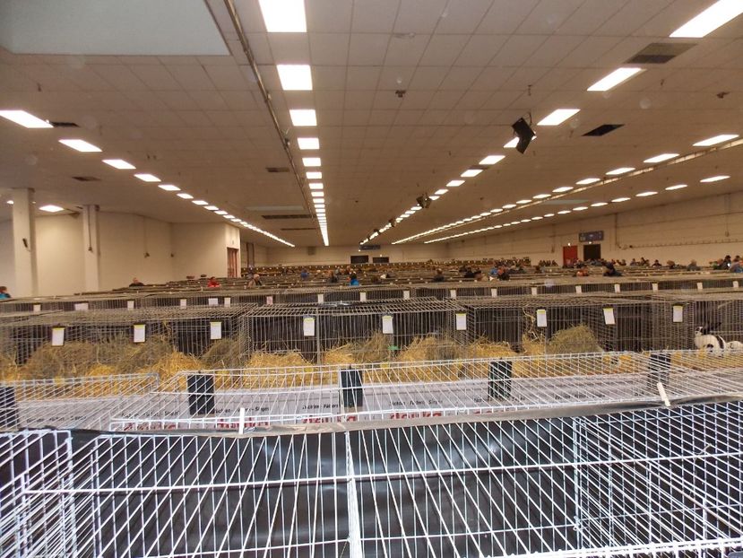  - EXPO-2017- NATIONALA AUSTRIEI WELS