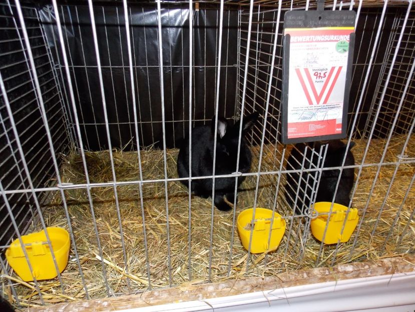  - EXPO-2017- NATIONALA AUSTRIEI WELS