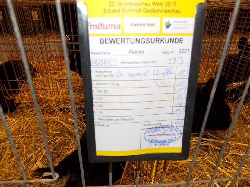  - EXPO-2017- NATIONALA AUSTRIEI WELS