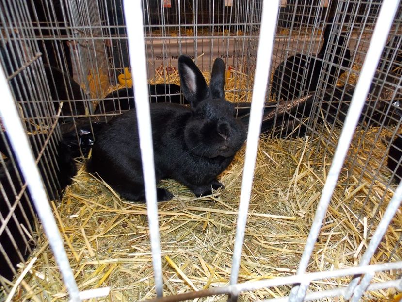  - EXPO-2017- NATIONALA AUSTRIEI WELS