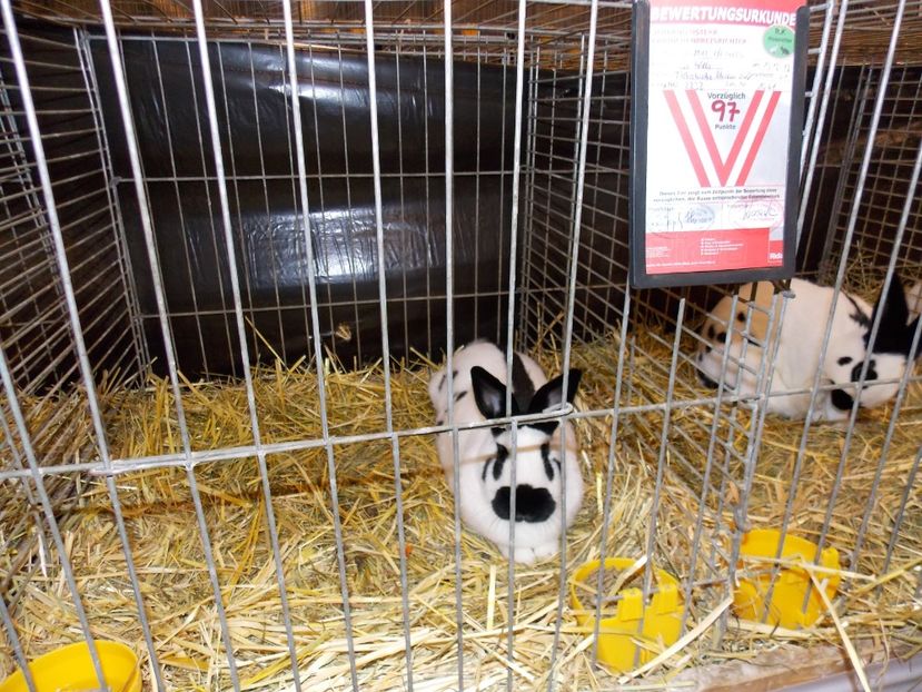  - EXPO-2017- NATIONALA AUSTRIEI WELS