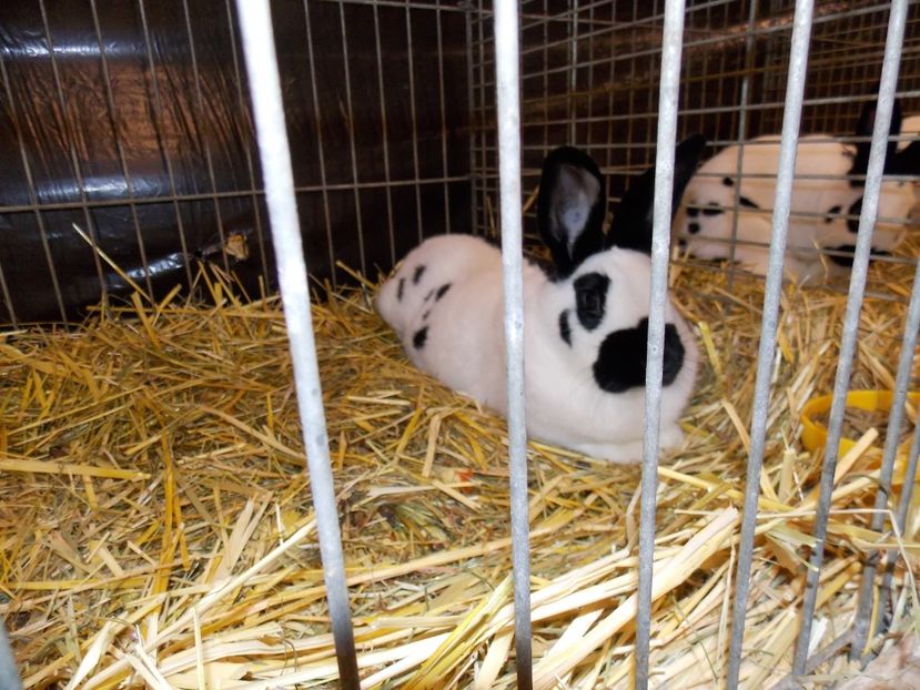  - EXPO-2017- NATIONALA AUSTRIEI WELS