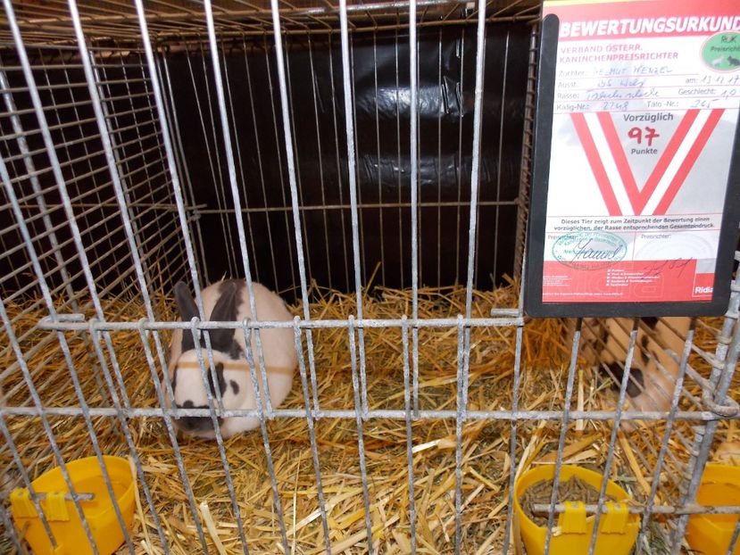  - EXPO-2017- NATIONALA AUSTRIEI WELS