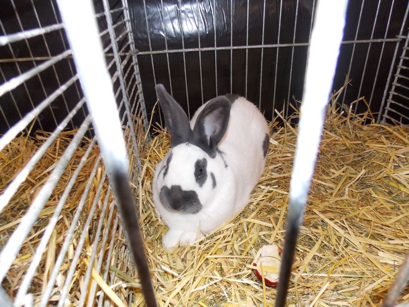  - EXPO-2017- NATIONALA AUSTRIEI WELS