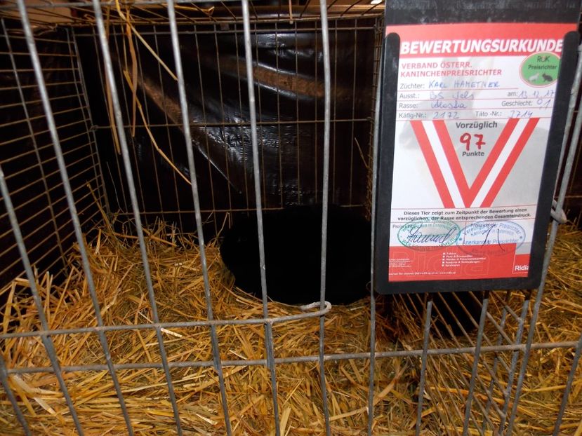  - EXPO-2017- NATIONALA AUSTRIEI WELS