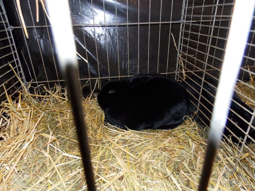  - EXPO-2017- NATIONALA AUSTRIEI WELS