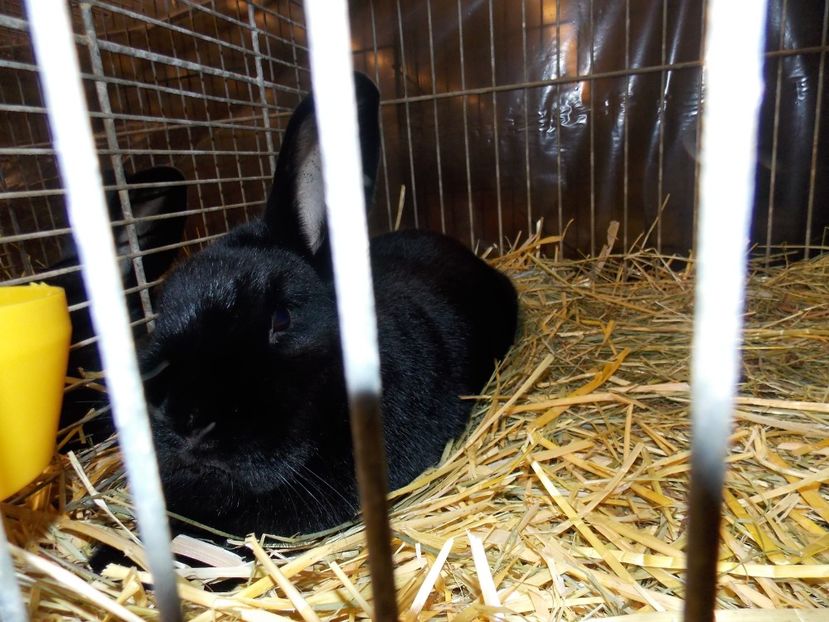  - EXPO-2017- NATIONALA AUSTRIEI WELS