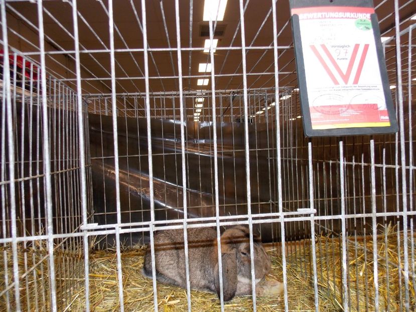  - EXPO-2017- NATIONALA AUSTRIEI WELS