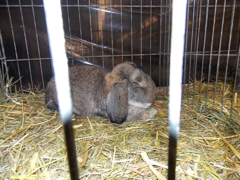  - EXPO-2017- NATIONALA AUSTRIEI WELS