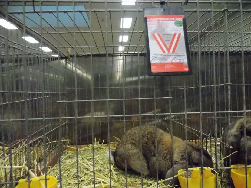  - EXPO-2017- NATIONALA AUSTRIEI WELS