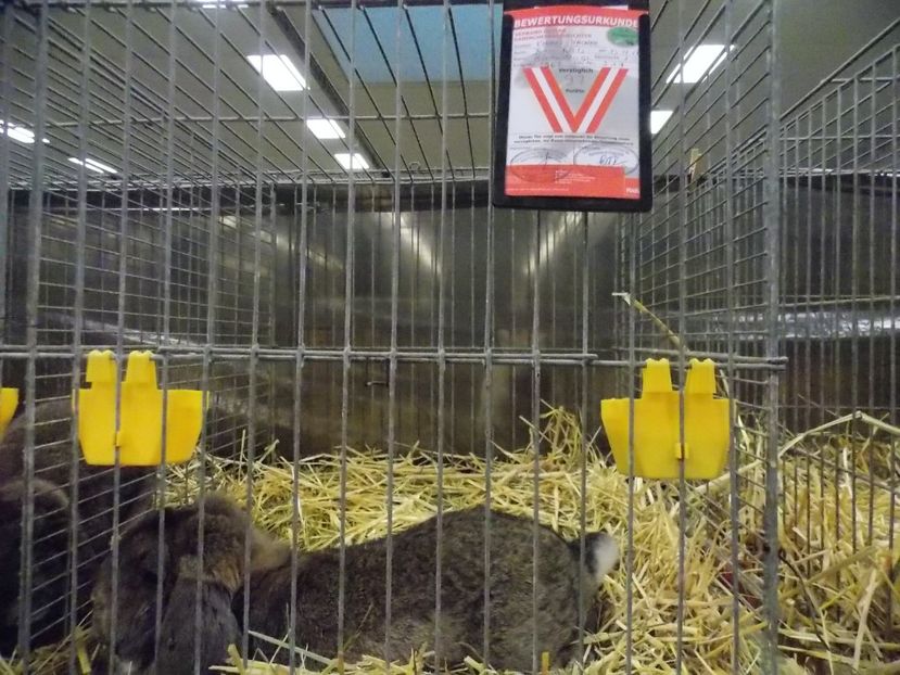  - EXPO-2017- NATIONALA AUSTRIEI WELS