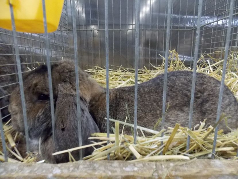  - EXPO-2017- NATIONALA AUSTRIEI WELS