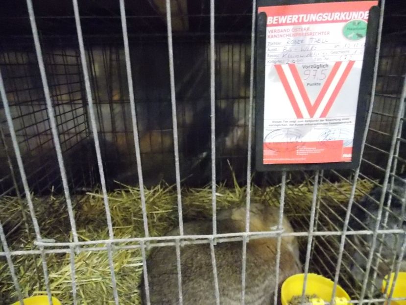  - EXPO-2017- NATIONALA AUSTRIEI WELS