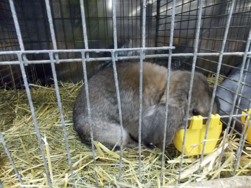  - EXPO-2017- NATIONALA AUSTRIEI WELS