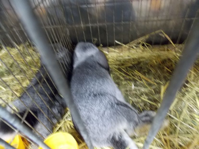  - EXPO-2017- NATIONALA AUSTRIEI WELS