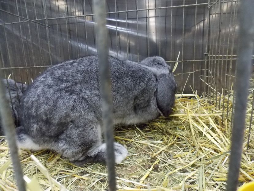  - EXPO-2017- NATIONALA AUSTRIEI WELS