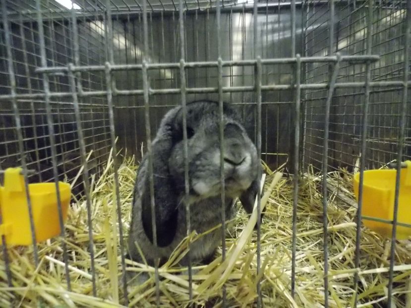  - EXPO-2017- NATIONALA AUSTRIEI WELS