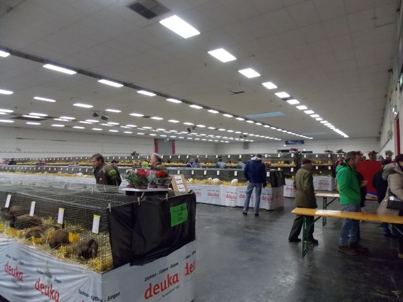  - EXPO-2017- NATIONALA AUSTRIEI WELS