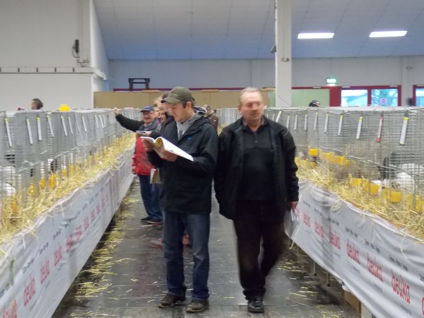  - EXPO-2017- NATIONALA AUSTRIEI WELS