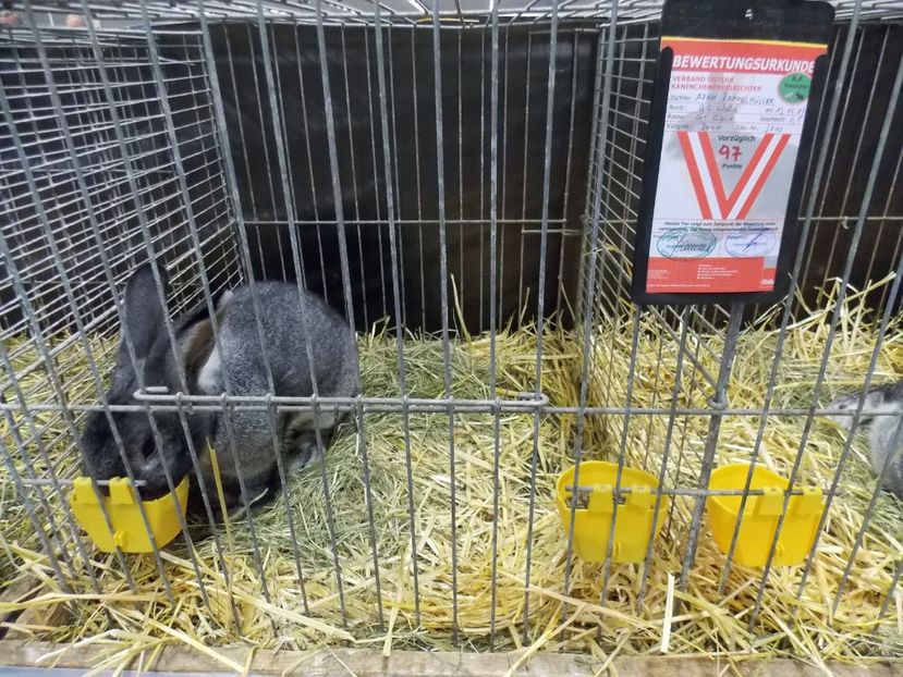  - EXPO-2017- NATIONALA AUSTRIEI WELS