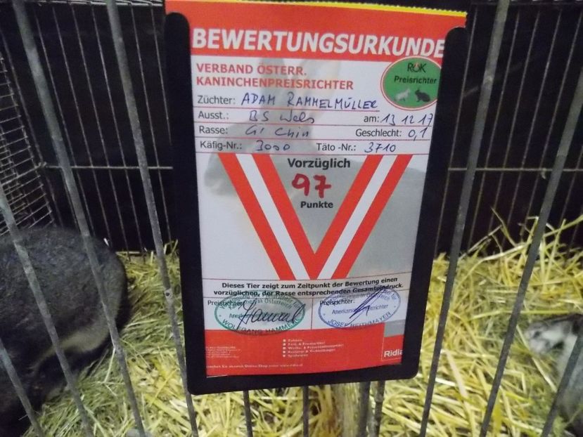  - EXPO-2017- NATIONALA AUSTRIEI WELS