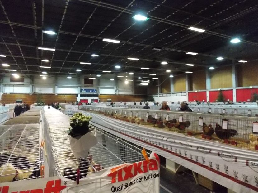  - EXPO-2017- NATIONALA AUSTRIEI WELS