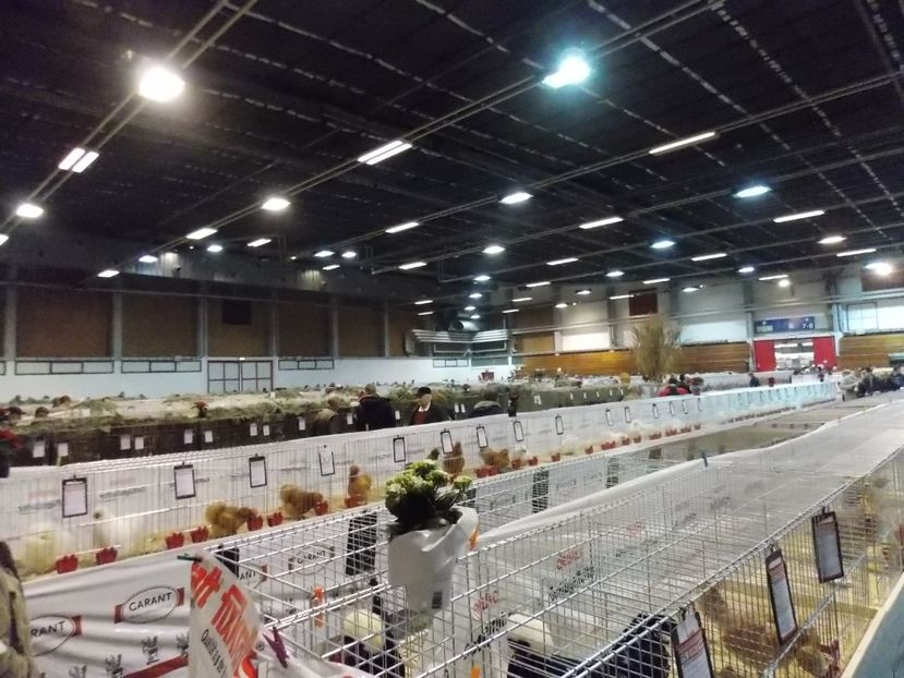  - EXPO-2017- NATIONALA AUSTRIEI WELS