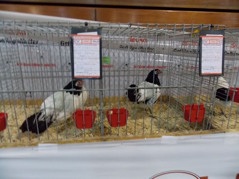  - EXPO-2017- NATIONALA AUSTRIEI WELS