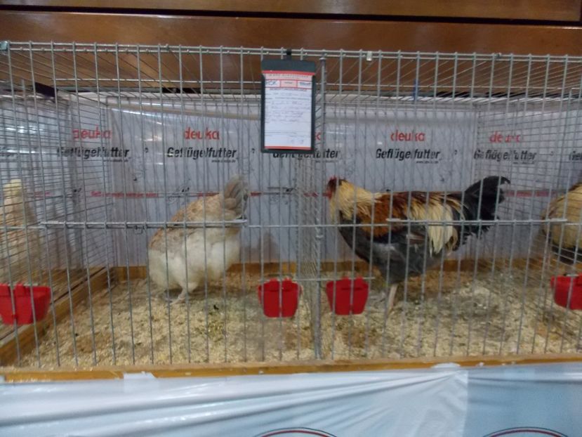  - EXPO-2017- NATIONALA AUSTRIEI WELS