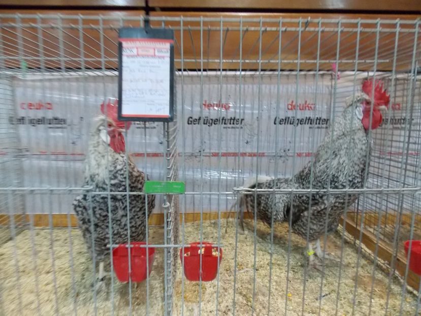  - EXPO-2017- NATIONALA AUSTRIEI WELS