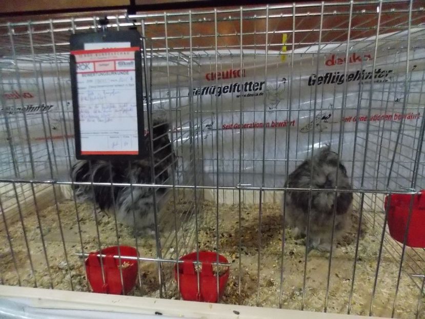  - EXPO-2017- NATIONALA AUSTRIEI WELS