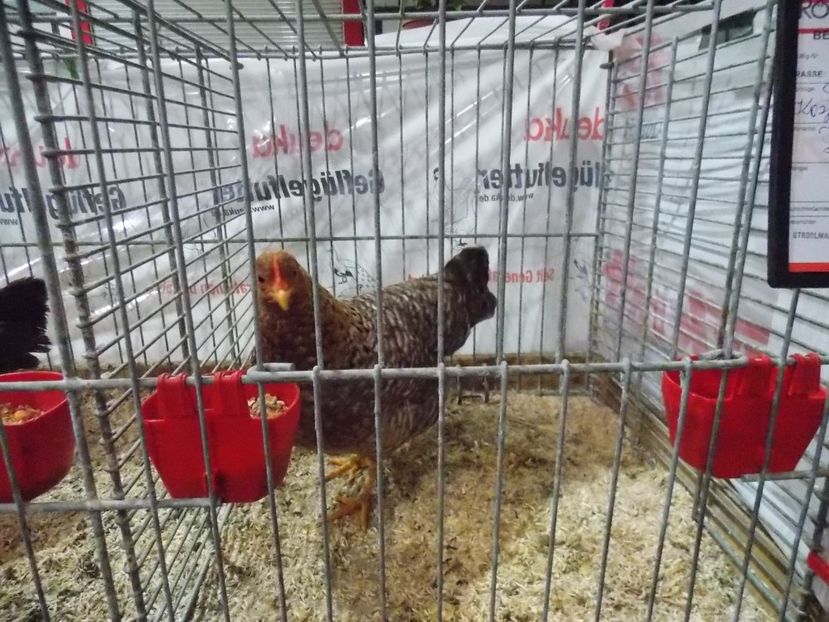  - EXPO-2017- NATIONALA AUSTRIEI WELS