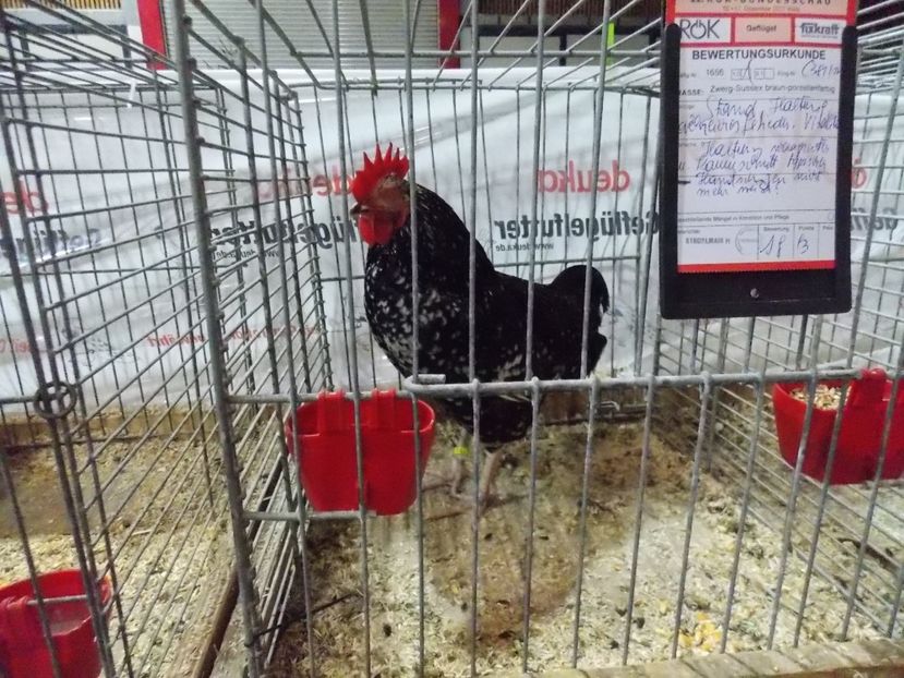  - EXPO-2017- NATIONALA AUSTRIEI WELS