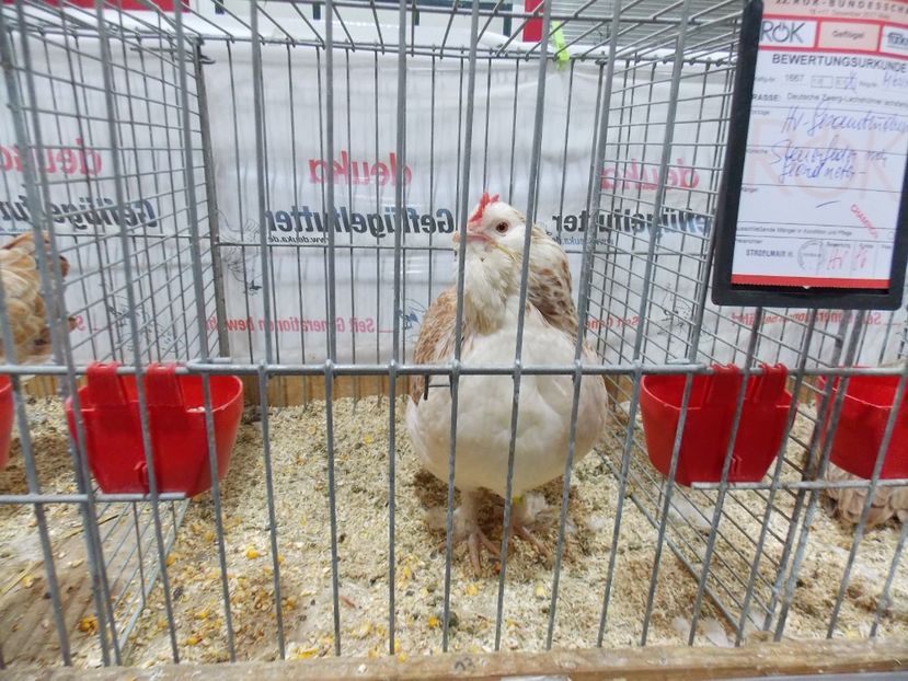  - EXPO-2017- NATIONALA AUSTRIEI WELS