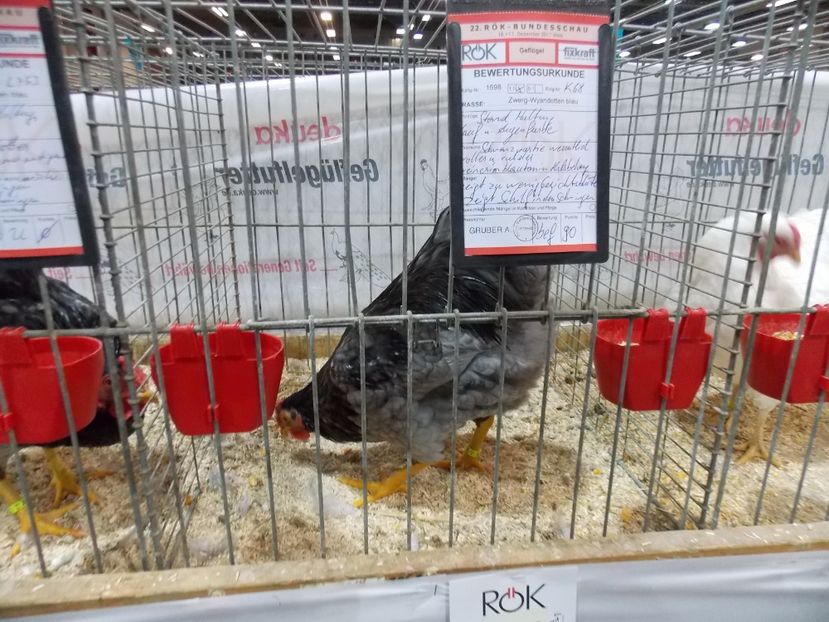  - EXPO-2017- NATIONALA AUSTRIEI WELS