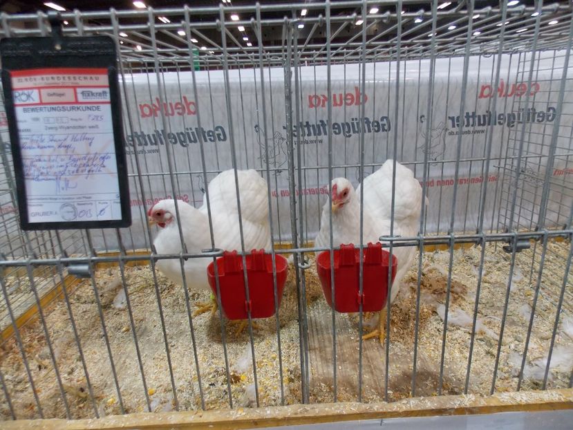  - EXPO-2017- NATIONALA AUSTRIEI WELS