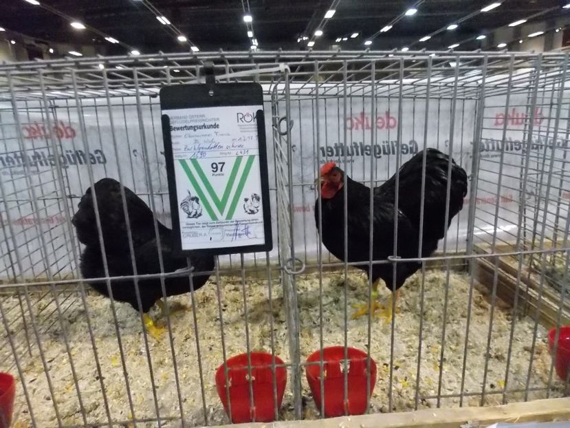  - EXPO-2017- NATIONALA AUSTRIEI WELS