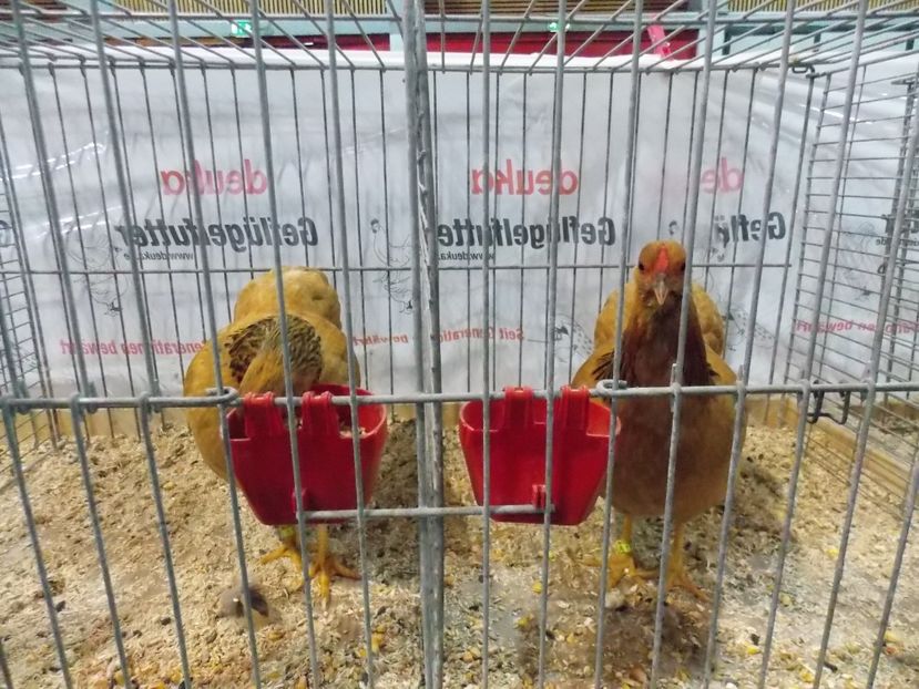  - EXPO-2017- NATIONALA AUSTRIEI WELS