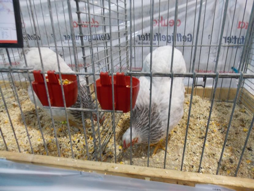  - EXPO-2017- NATIONALA AUSTRIEI WELS