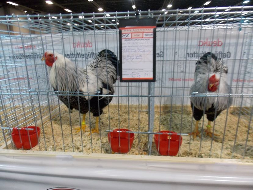  - EXPO-2017- NATIONALA AUSTRIEI WELS