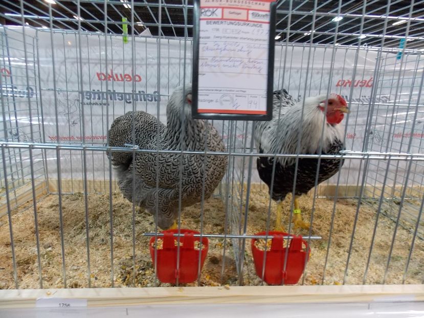  - EXPO-2017- NATIONALA AUSTRIEI WELS