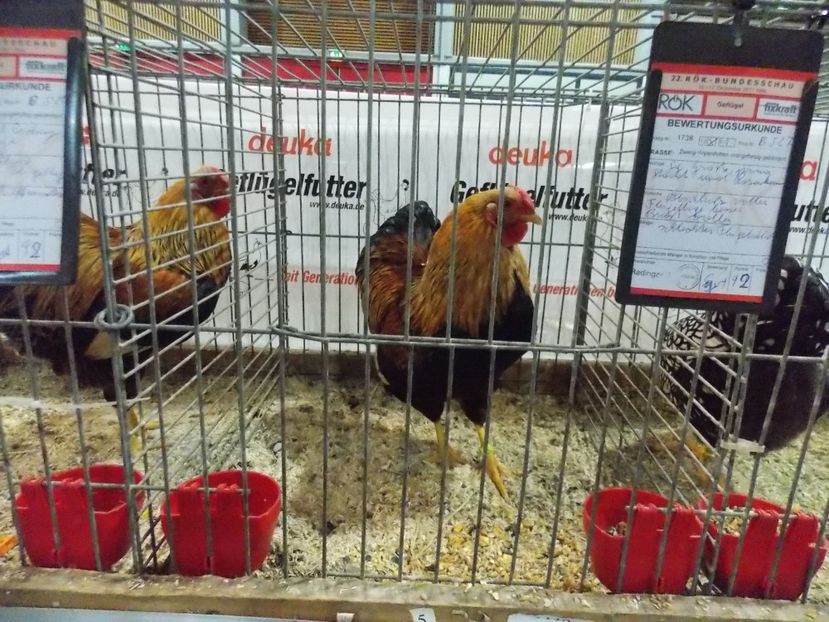  - EXPO-2017- NATIONALA AUSTRIEI WELS