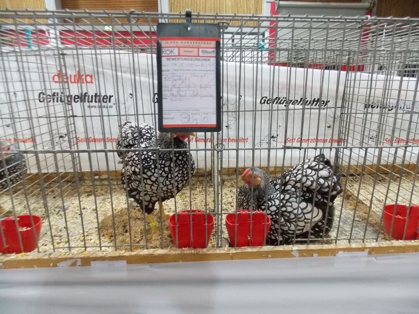  - EXPO-2017- NATIONALA AUSTRIEI WELS