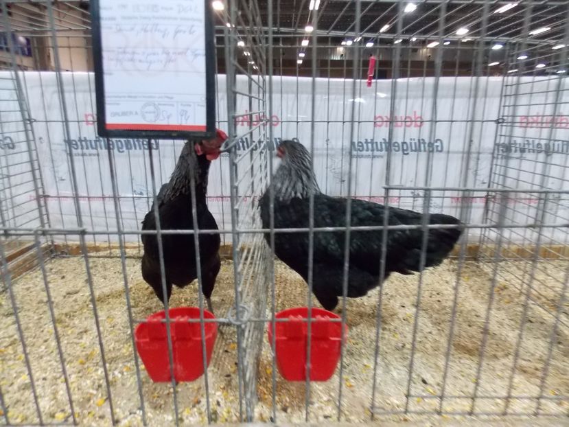  - EXPO-2017- NATIONALA AUSTRIEI WELS